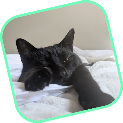 My Cat